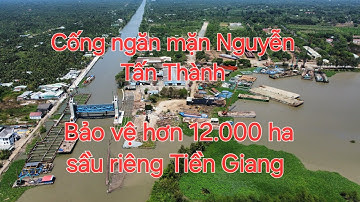 Cống ngăn mặn Nguyễn Tấn Thành bảo vệ vùng sầu riêng ở Tiền Giang
