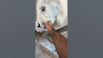 انياب الأسد 
