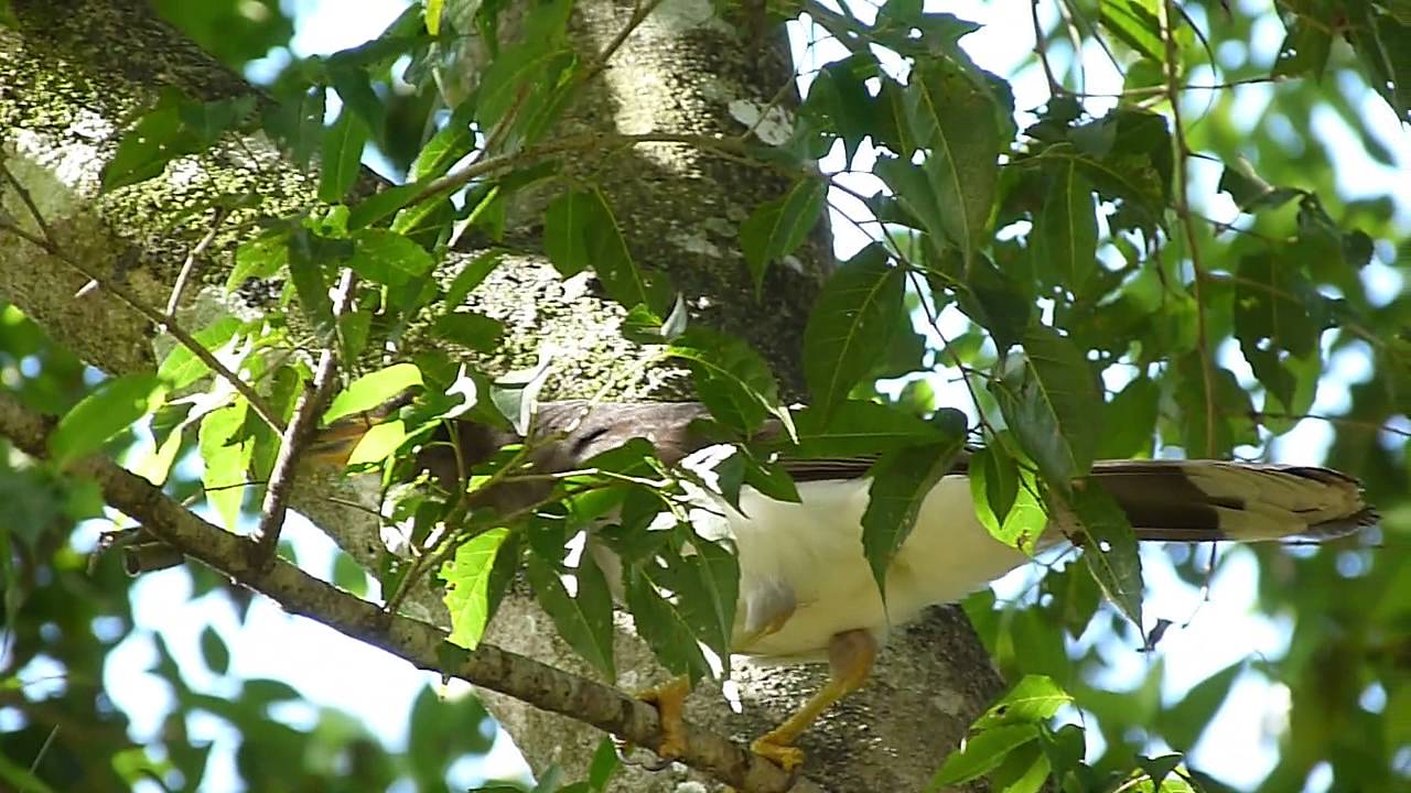 Psilorhinus morio juvenile (Brown Jay - Urraca cafe, urraca marron, piana o pia  juvenil)