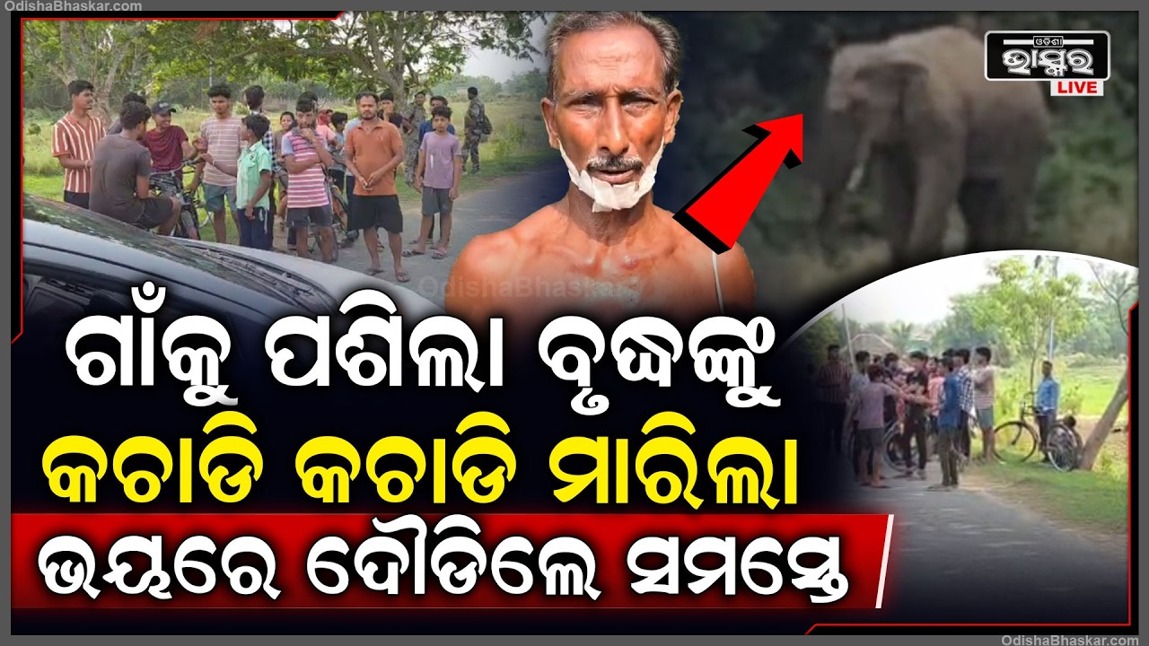 ହଠାତ୍ ଗାଁକୁ ପଶିଆସିଲା, ବୃଦ୍ଧଙ୍କୁ  ଦେଖି କଚାଡି କଚାଡି କଲା ଆକ୍ରମଣ... ଭୟରେ ଦୌଡିଲେ ଲୋକେ...