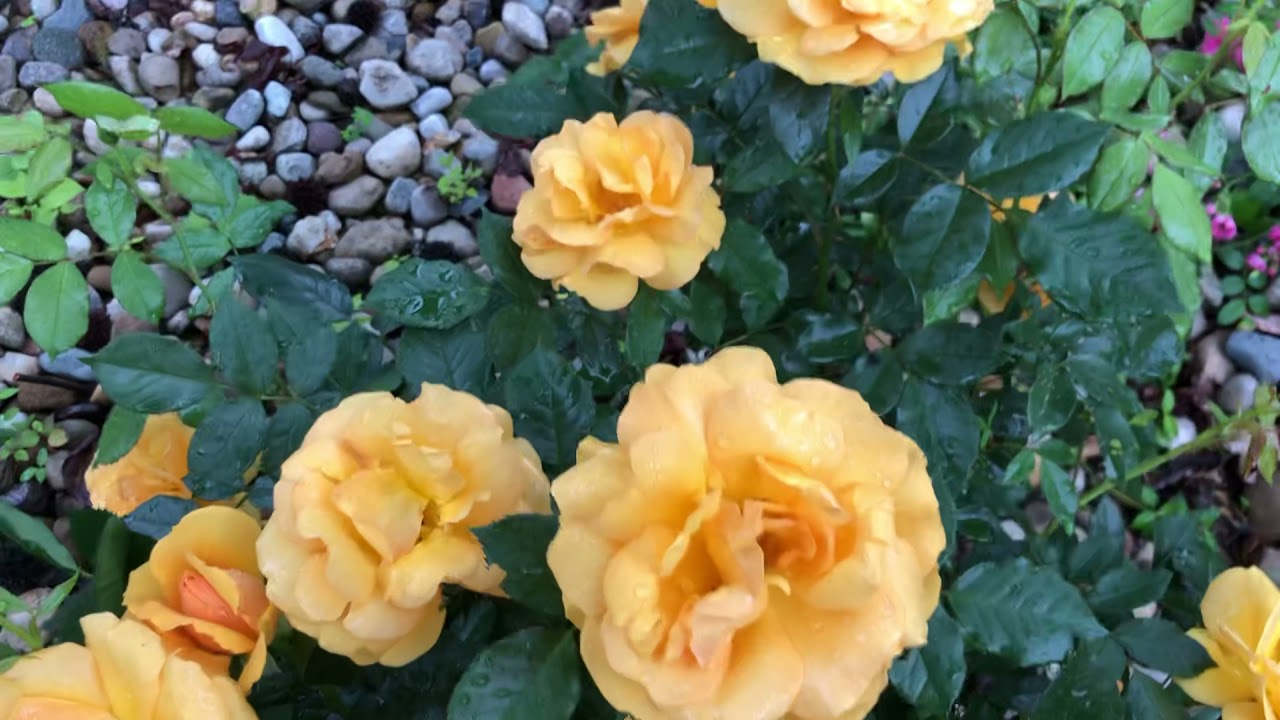 ‘South Africa® Sunbelt®’ Grandiflora Rose YouTube