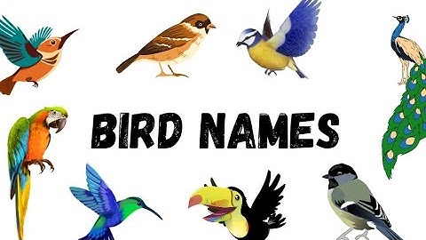 Bird Names for Kids with Real Video | English | Bird Names Vocabulary | #birds #birdsname #bird 