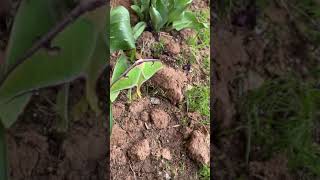 Luna moth mating