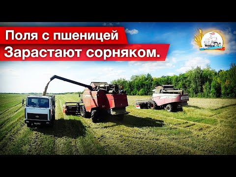 Ну и поле. то ли пшеница, то ли силос? Азы ремонта комбайна от ЛеонидОвича.