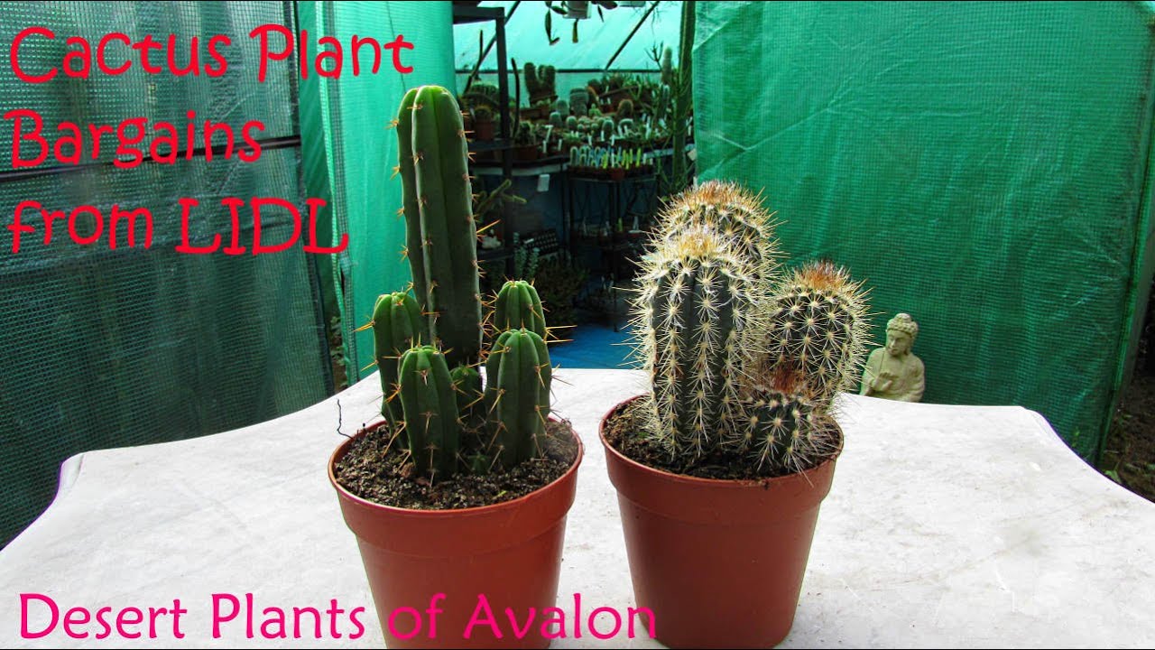 Our LIDL Supermarket Cactus Plant BARGAINS