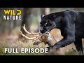 Masters of Stealth: The Secret Life of the Black Panther | Full Episode | Animal documentary