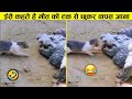 बिल्ली ने तो मगरमच्छ के मुंह से ही खाना छिन लिया 😂🤣ll Wild animal amazing fight recorded on camera