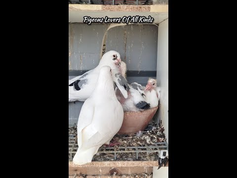 إطعام صغار الحمام من طرف الوالدين