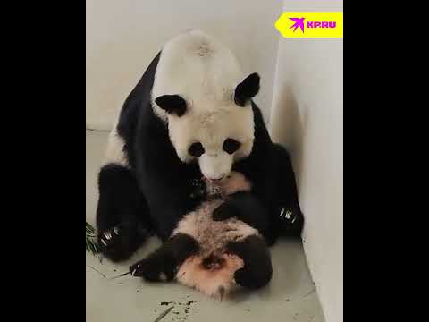 Видео: Панда Диндин из московского зоопарка целует своего детёныша