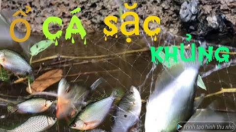 Lên vườn giăng lưới cá sặc / giăng xong gở cá liền đã tay / Tập 2