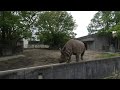 3DVR　東山動物園　サイ　Higashiyama Zoo　Nagoya　Rhino　西　싸이