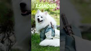 Top 10 Most Beautiful Dog Breeds in the World #top10  #2023 #shorts