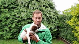 8 WEEK OLD SPRINGER SPANIEL PUPPIES!