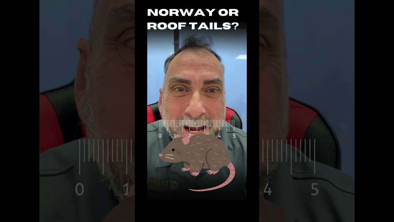 Rat ID by Tail