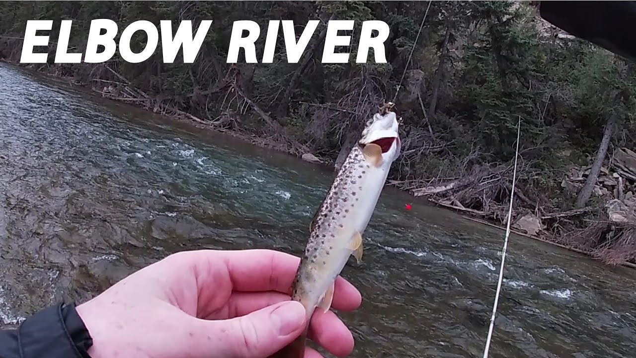 Elbow River Trout Fly Fishing, Calgary, Alberta, Sept 6 2020 YouTube