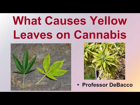 What Causes Yellow Leaves on Cannabis