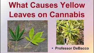 What Causes Yellow Leaves on Cannabis