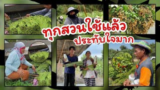 แมกม่า ลาวาปุ๋ยน้ำ สูตร ลูกดกลูกโต ติดทุกข้อ เพลี้ยแมลงไม่กวน จากเกษตรกรชาวสวนที่ใช้ #แมกม่าลาวา