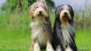 Bearded Collie Dog | Facts, History & Characteristics
