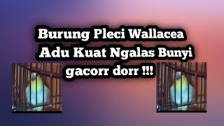 Burung pleci wallacea Adu Kuat Ngalas Bunyi Gacor Nyari Lawan!!