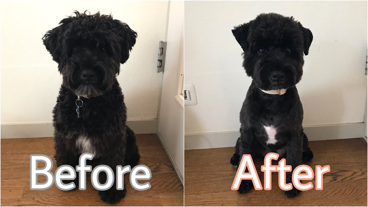 はじめてのサマーカットで別犬になりました ミニチュアシュナウザー Youtube