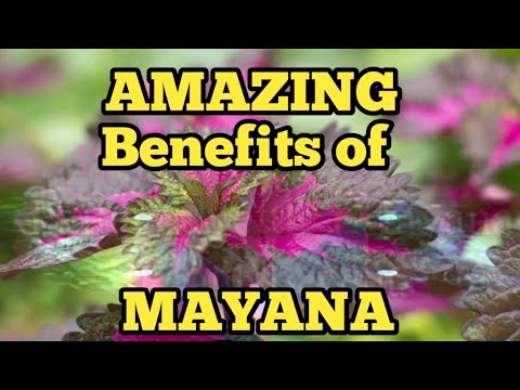The AMAZING benefits of MAYANA (Painted nettle) Plant.