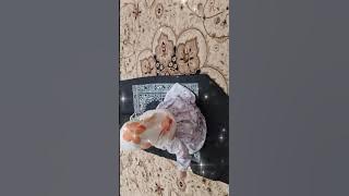 Wael Jassar bismillah mashallah