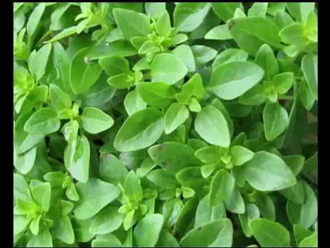 Boxwood Herb Health Benefits & Side Effects