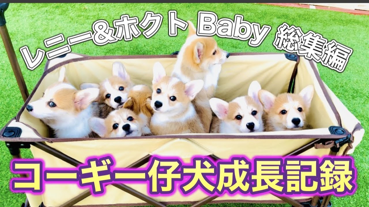 レニー&ホクト ベビー総集編 コーギーの赤ちゃんが生まれてから巣立ち