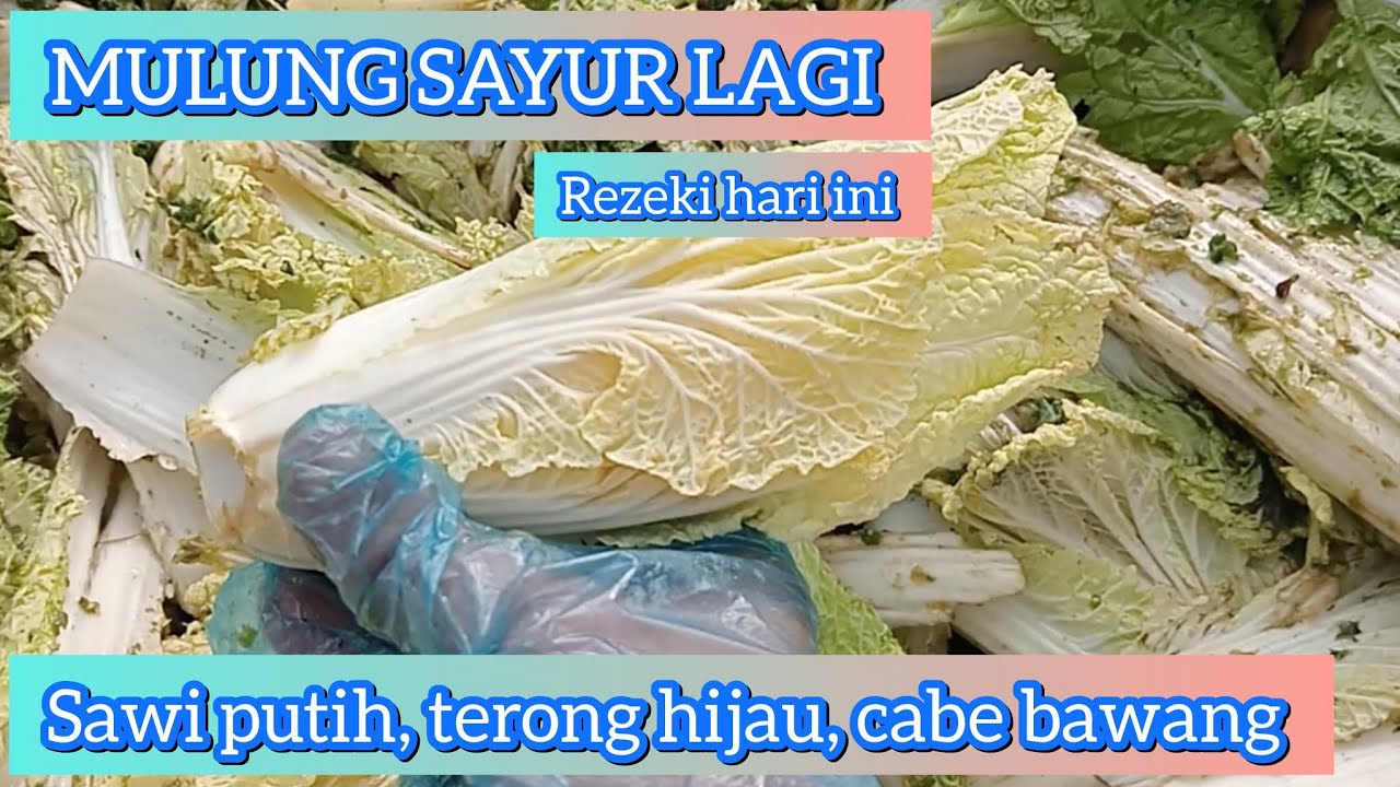 Mulung sayur lagi || Rezeki Hari ini Sawi putih, terong hijau, cabe bawang ⁉️