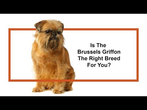 Video: Brussels Griffon