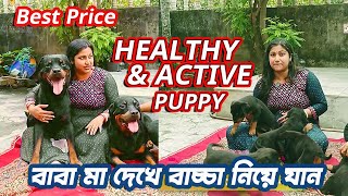 HEALTHY AND ACTIVE ROTTWEILER PUPPY FOR SELL | বাবা মা দেখে বাচ্চা নিয়ে যান | ROTTWEILER PUPPY