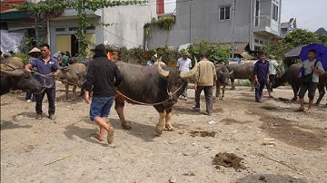 ĐÃ CHỐT TRÂU TO – Phiên Chợ Trâu Vùng Cao Cực Sôi Động | TÂY BẮC TV1