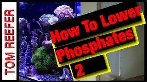 Reef Tank PARAMETERS! How To Lower PHOSPHATE! - Part II
