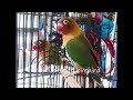 Melatih Lovebird Balibu 2 Setengah Bulan Dengan Suara Mantap Ini Brow