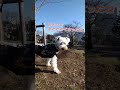 ジンダイアケボノwithみゆ #shorts  #dog  #犬 #桜 #ジンダイアケボノ #横浜市掃部山公園  #ミニチュアシュナウザー