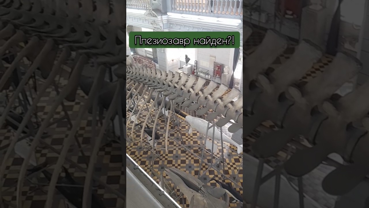 После долгих поисков плезиозавр найден! 