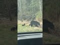 Tiny Bear Cubs Cross Street With Mom || ViralHog