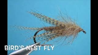 fly nest bird