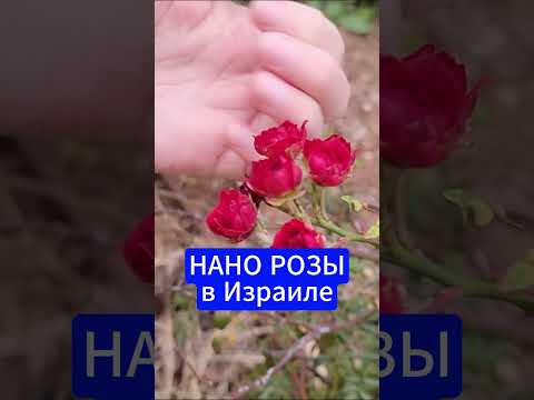 Видео: НАНО-РОЗЫ в Израиле