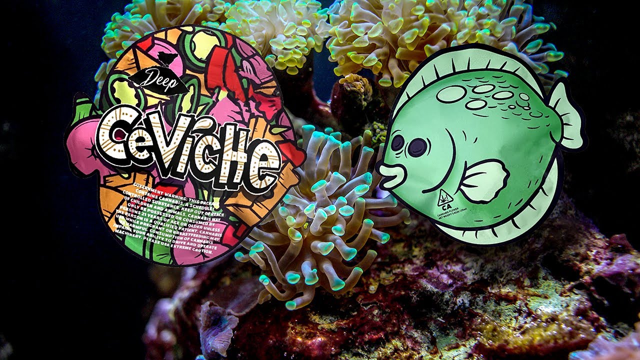 Deep in the Bag x Mount Burnin 415 - CEVICHE boutique cannabis