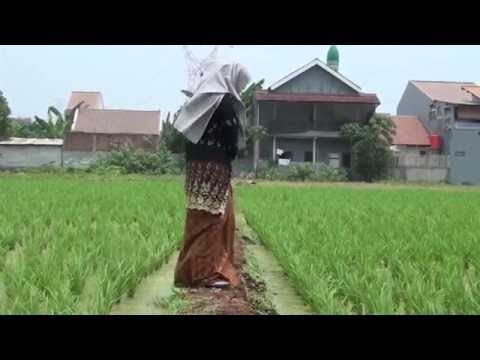Video Clip Lagu Sunda Mawar Bodas Video Clip Lagu Sunda Mawar Bodas
