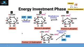 Aerobic Respiration Part 1 (Glycolysis)