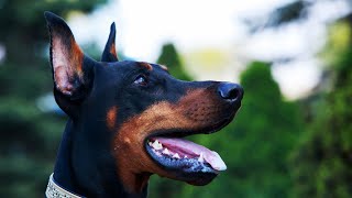 How Intelligent are Doberman Pinschers