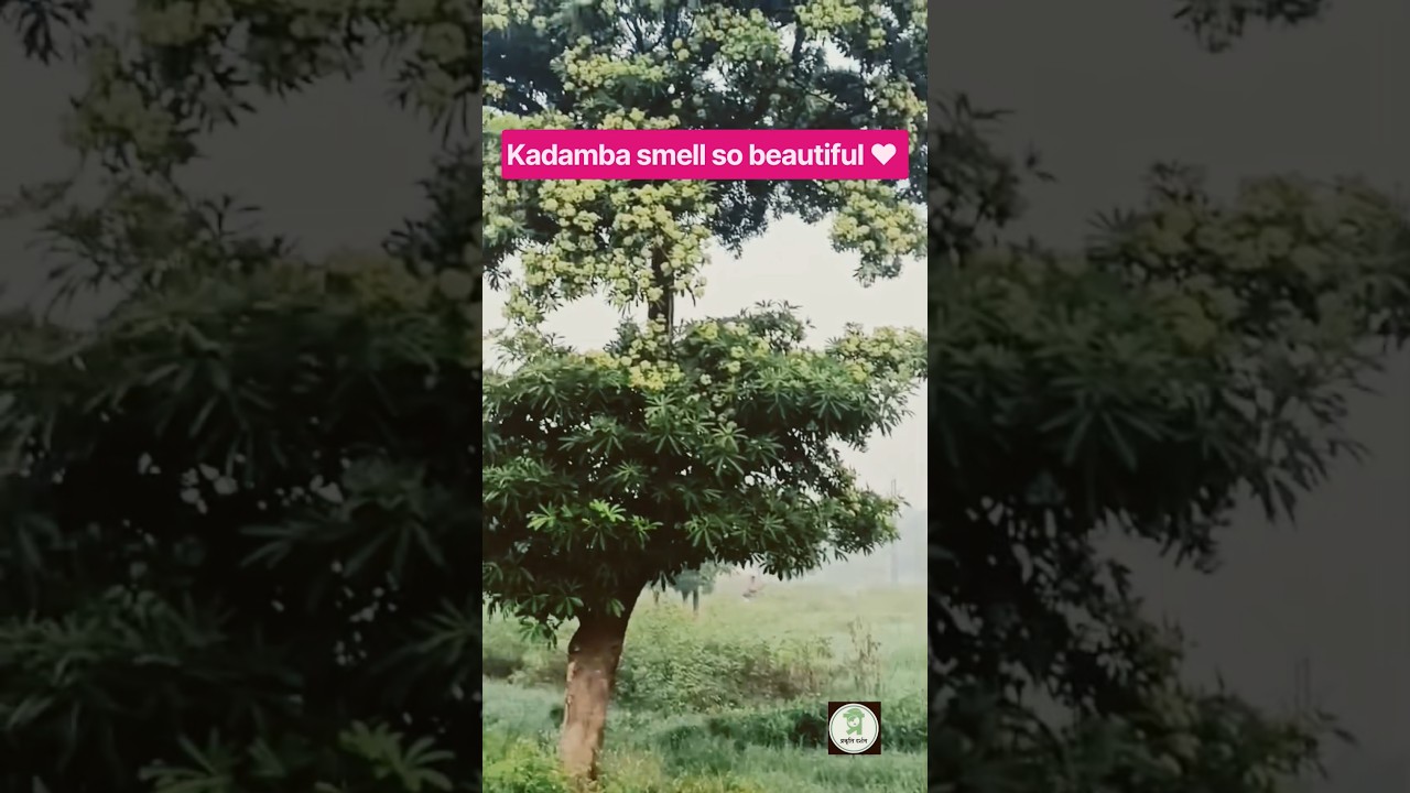 Why Does Kadamba Flower Smell So Amazing at Night? 🌼 | Kadamba Tree in Bloom #shorts