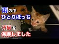 大雨が降る夜に爪がない子猫ちゃんを保護しました。