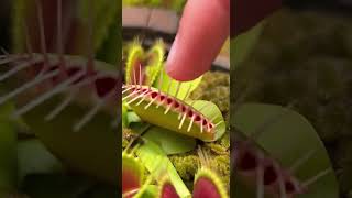 Never Tease a Venus Flytrap! (Slow Motion)#slowmo #venusflytrap #nature
