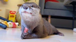 ジャーキースティックとそれにそっくりなニンジンスティックをカワウソに同時にあげてみた！  I gave the otter a carrot that looked like jerky!
