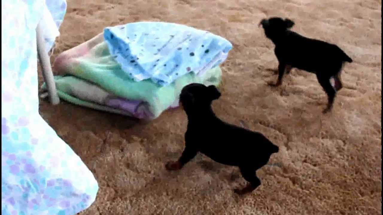 Miniature Pinscher Puppies - www.greenfieldpuppies.com ...