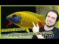 Saiba TUDO sobre Peixes Ciclídeos AFRICANOS!